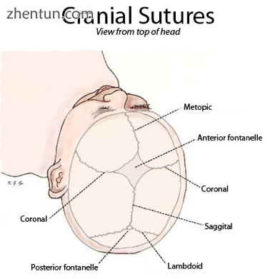 Fig. 1 Cranial sutures viewed from top of head.png