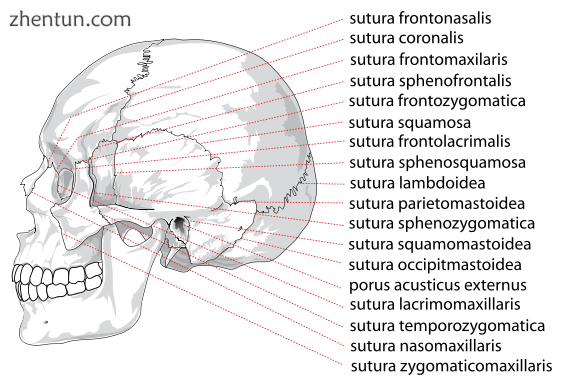 Human skull side sutures right.png
