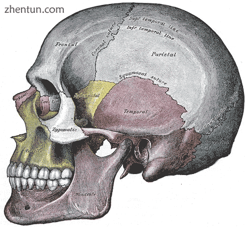 Side view of the skull.png