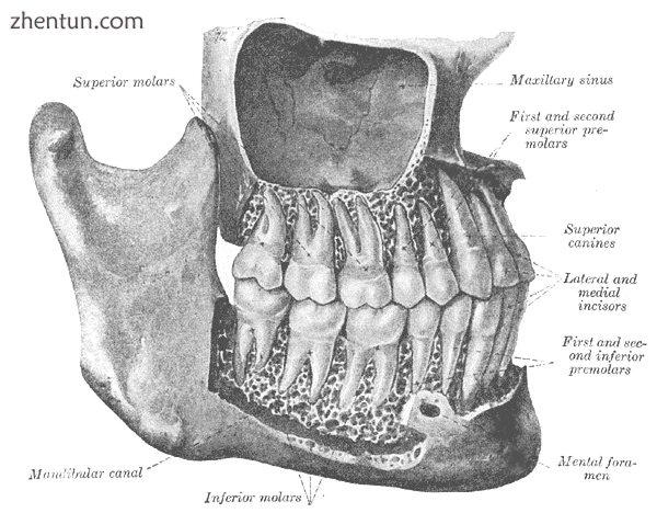 The teeth, viewed from the right.png