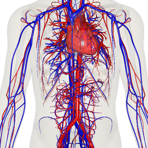 Depiction of the heart, major veins and arteries constructed from body scans..png