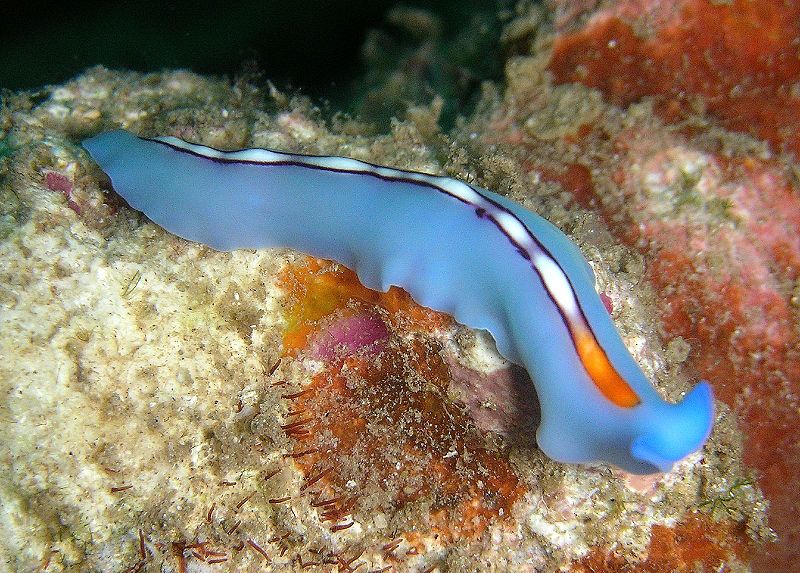 Flatworms, such as this Pseudoceros bifurcus, lack specialized circulatory organs.jpg