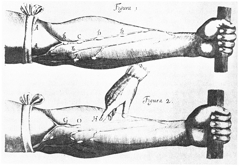 Image of veins from William Harvey&#039;s Exercitatio Anatomica de Motu Cordis e.jpg