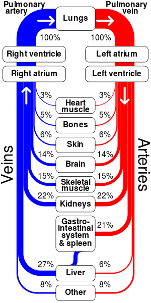 Relative percentages of cardiac output delivered to major organ systems.png