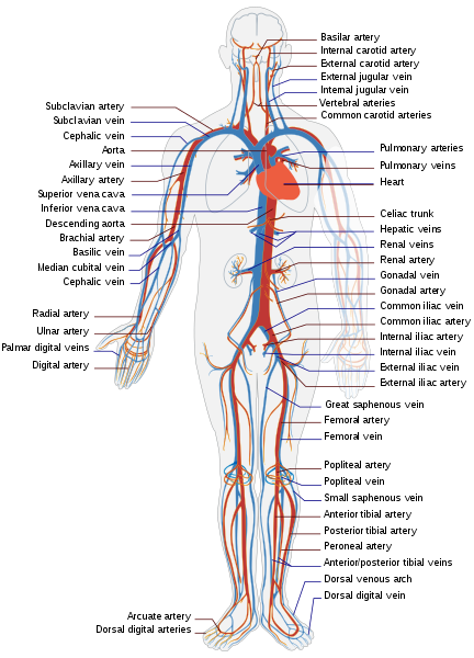 The human circulatory system (simplified). Red indicates oxygenated blood carrie.png