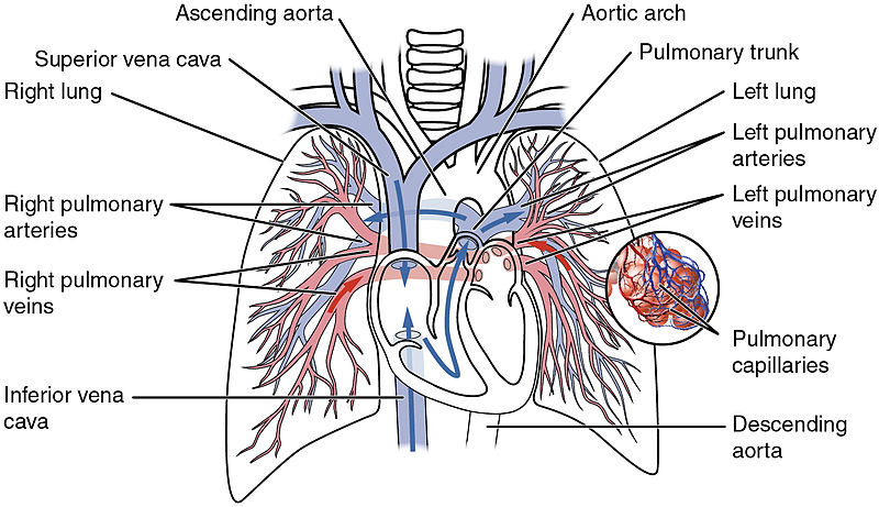 The pulmonary circulation as it passes from the heart. Showing both the pulmonar.jpg