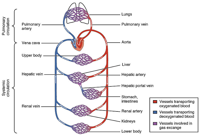 The systemic circulation and capillary networks shown and also as separate from .jpg