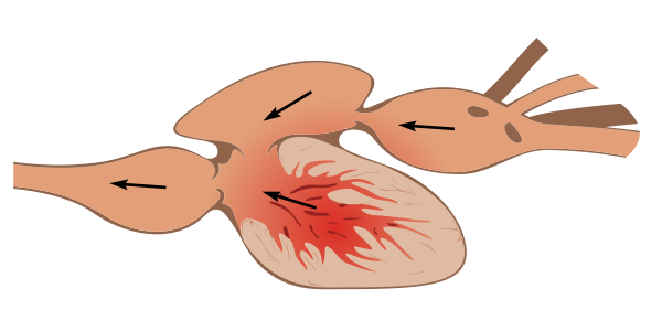 Two-chambered heart of a fish.png