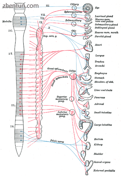 Autonomic nervous system, showing splanchnic nerves in middle, and the vagus nerve.png