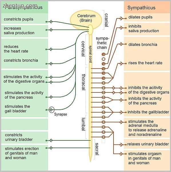 Function of the autonomic nervous system [13].jpg