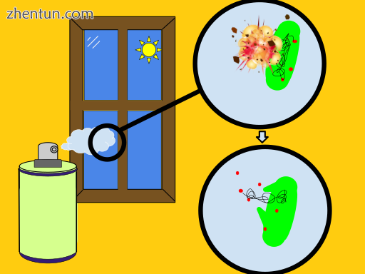 Disinfectants are used to rapidly kill bacteria. They kill off the bacteria by c.png