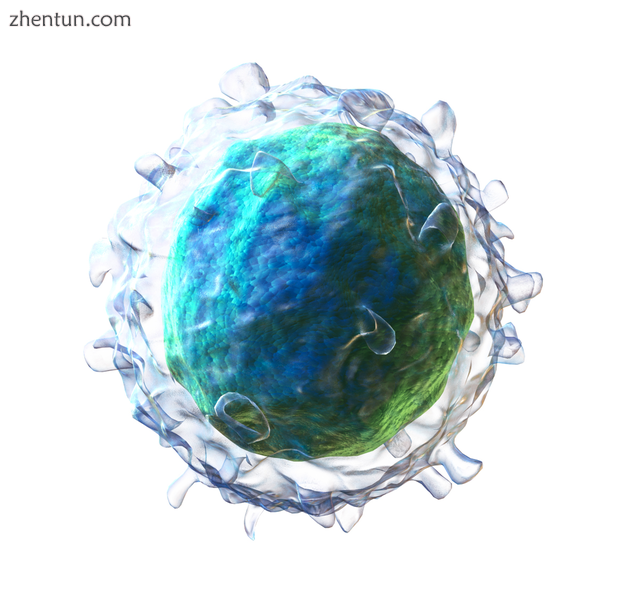 3D rendering of a B cell.png