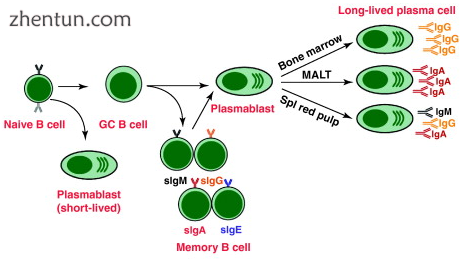 B cell activation from immature B cell to plasma cell or memory B cell.png
