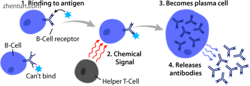 Basic B cell function  bind to an antigen, receive help from a cognate helper T .png