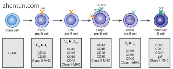 Early B cell development from stem cell to immature B cell.PNG