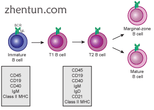 Transitional B cell development  from immature B cell to MZ B cell or mature (FO.png