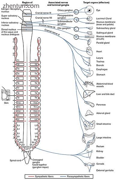Autonomic nervous system innervation, showing the parasympathetic (craniosacral).jpg