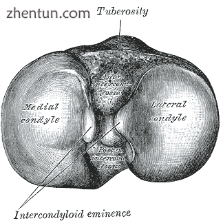 Articular surfaces of tibia.png