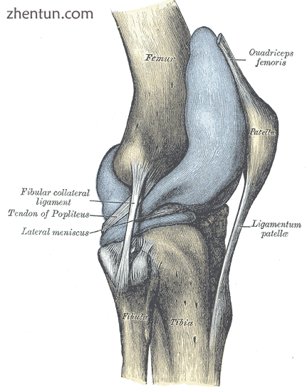 Capsule of right knee-joint (distended). Lateral aspect..png