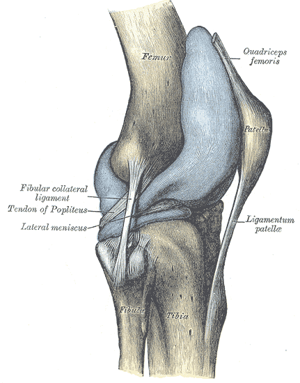 Lateral and posterior aspects of right knee.png