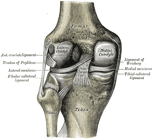 Left knee-joint from behind, showing interior ligaments..png