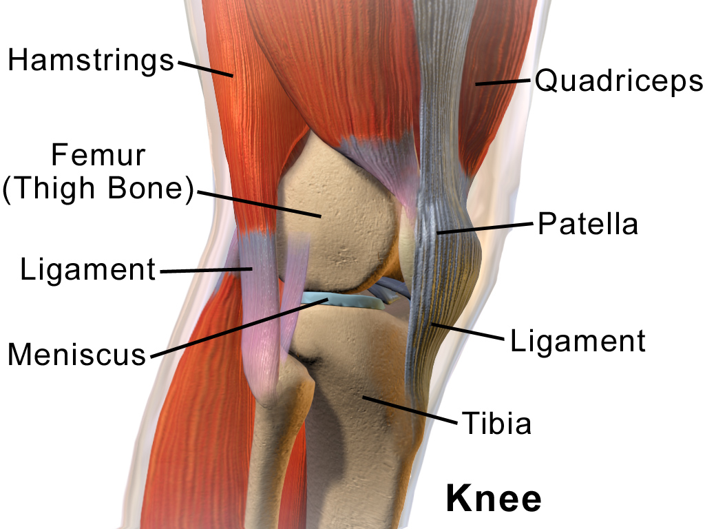 Right knee seen from the right side.png