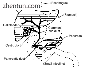 Digestive system diagram showing the bile duct.png