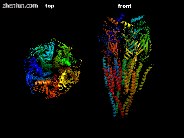 The nicotinic acetylcholine receptor.png