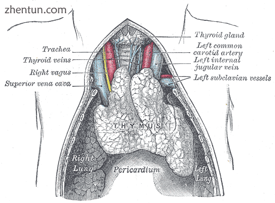 A juvenile thymus shrinks with age..png