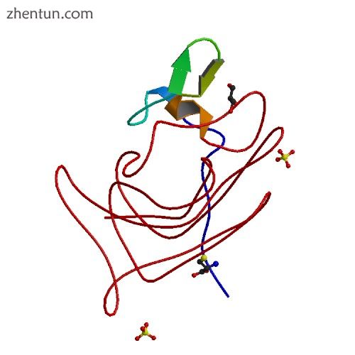 A drawing of clotting factor VIII.jpg