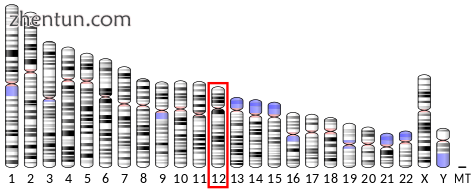 Gene location (Human).png