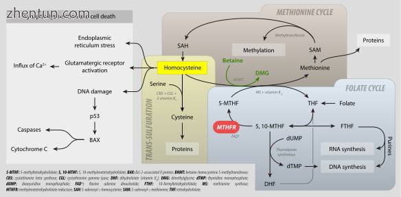 MTHFR metabolism folate cycle, methionine cycle, trans-sulfuration and.png