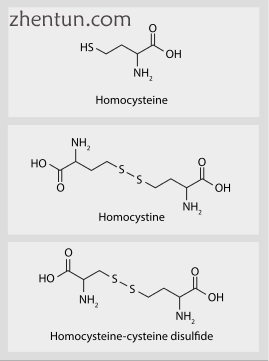 Total plasma homocysteine.png