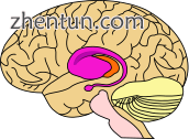 Area of the brain most damaged in early Huntington&#039;s disease—striatum (sho.png