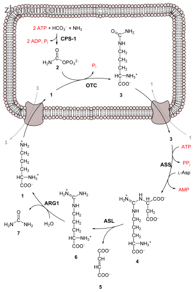 The urea cycle. The enzyme OTC, labeled prominently in the center of the mitocho.png
