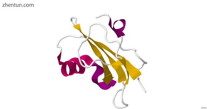 CD59 protein Protectin structure.png