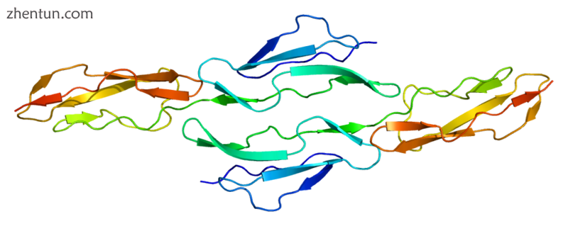 CD55 protein Decay Accelerating Factor structure.png