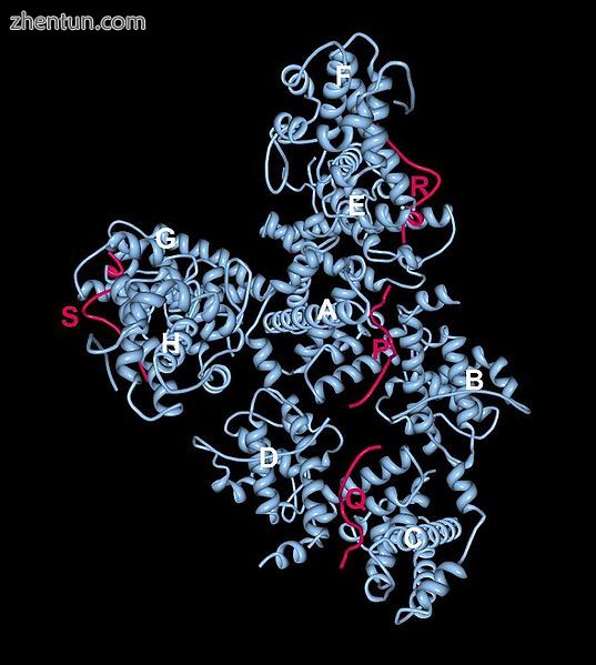 Crystal structure of the Retinoblastoma tumour suppressor protein bound to E2F p.jpg