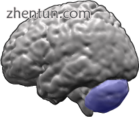 Cerebellum (in blue) of the human brain.png