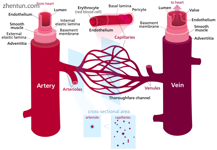 Blood vessels (retouched).png