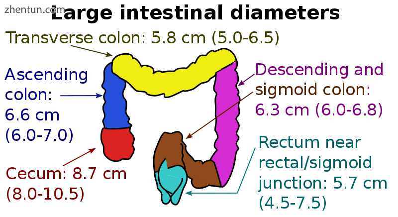 Average inner diameters and ranges of different sections of the large intestine.[12].png