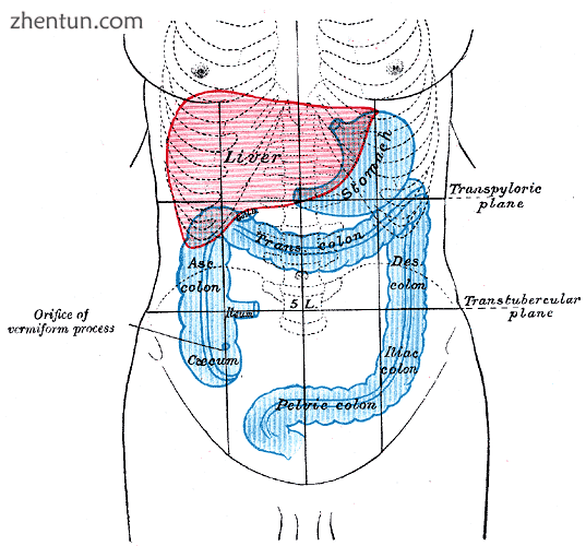 Front of abdomen, showing surface markings for liver (red), and the stomach and .png