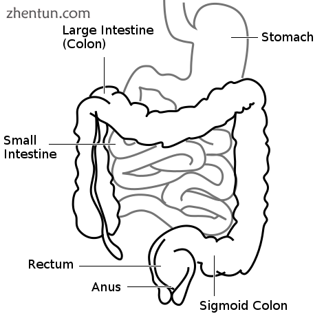 Front of abdomen, showing the large intestine, with the stomach and small intest.png