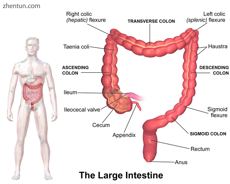 Illustration of the large intestine..png