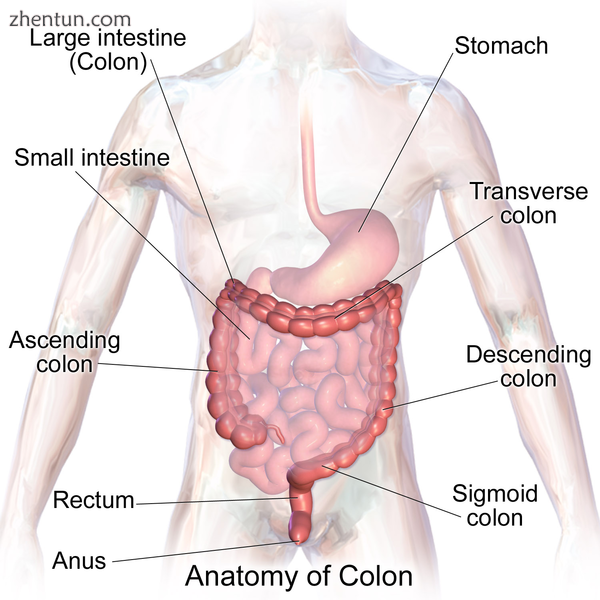 Sections of the colon.png