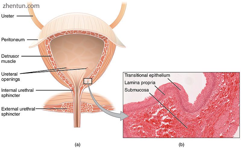 Anatomy of the male bladder, showing transitional epithelium and part of the wal.jpg