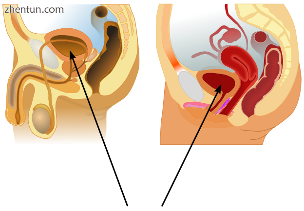 Male and female urinary bladders in lateral cross-section.png