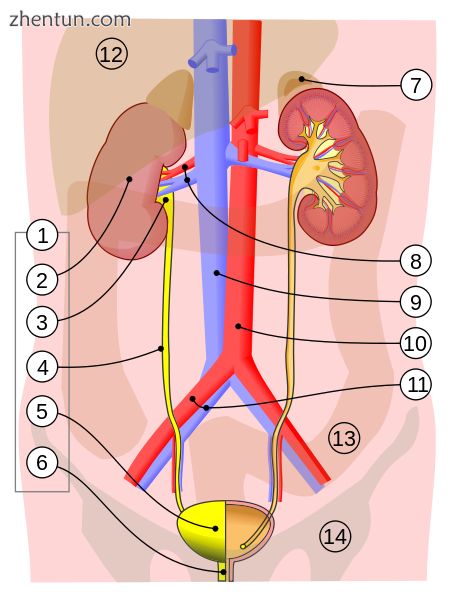 Urinary bladder.png