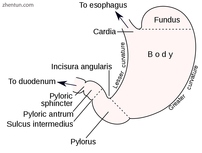 Sections of the human stomach.png