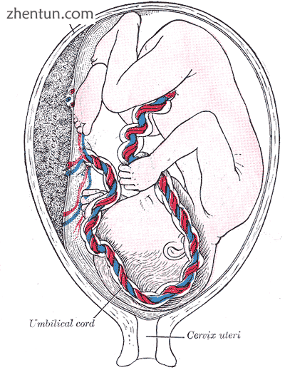 Fetus in utero, between fifth and sixth months..png